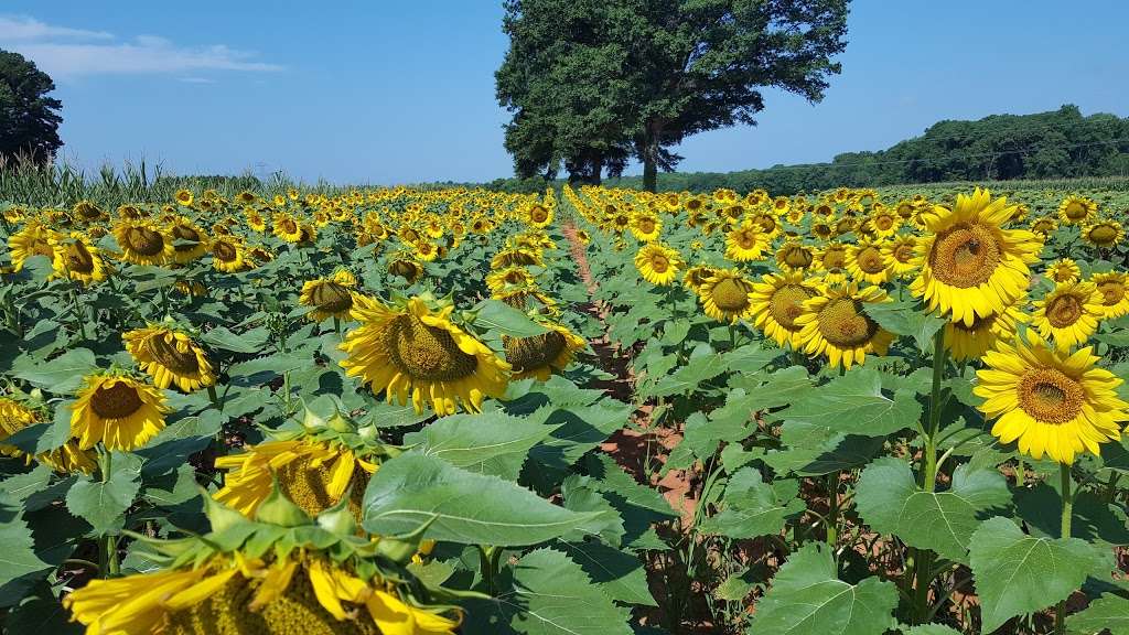 Draper Wildlife Management Area | 1080 Brattonsville Rd, McConnells, SC 29726