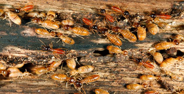 The Termite Inspector Company | 9621 Campo Rd suite b, Spring Valley, CA 91977, USA | Phone: (619) 741-8456