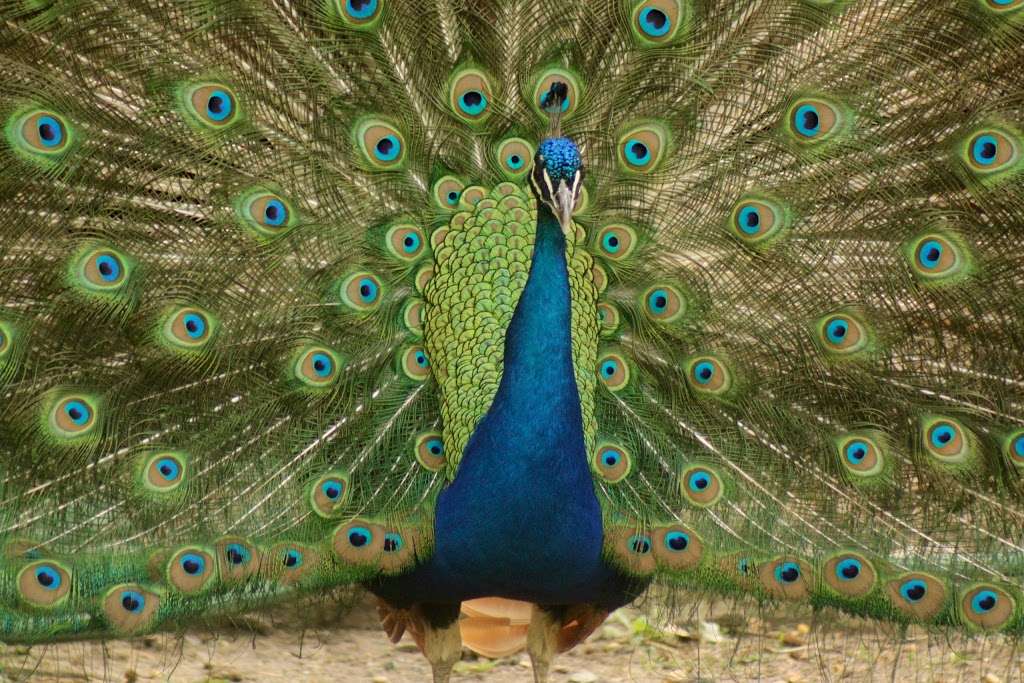 Cohanzick Zoo | 45 Mayor Aitken Dr, Bridgeton, NJ 08302, USA | Phone: (856) 453-1658