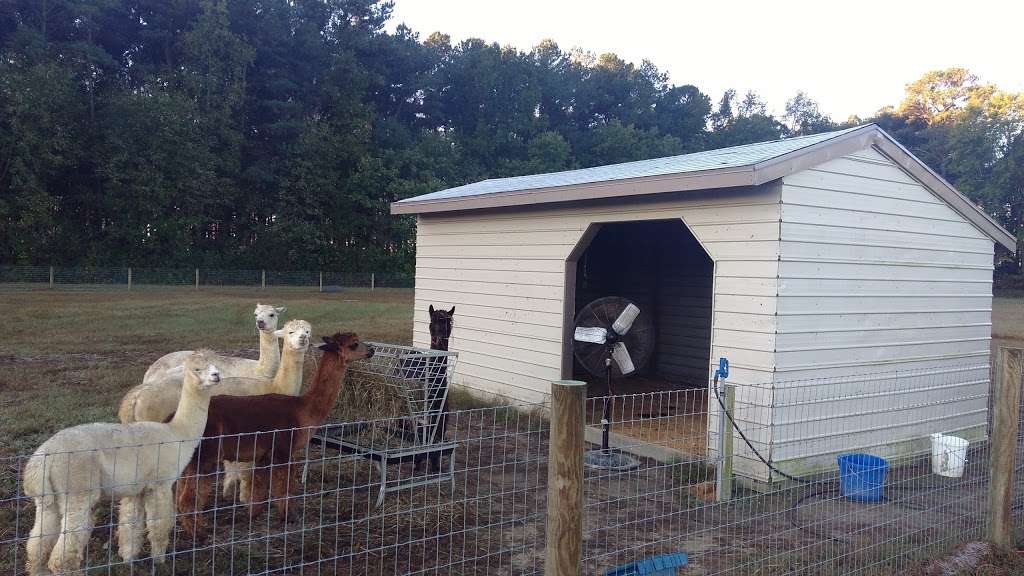 TaCaCo Alpacas | 28494 Fire Tower Rd, Laurel, DE 19956, USA | Phone: (302) 236-7950