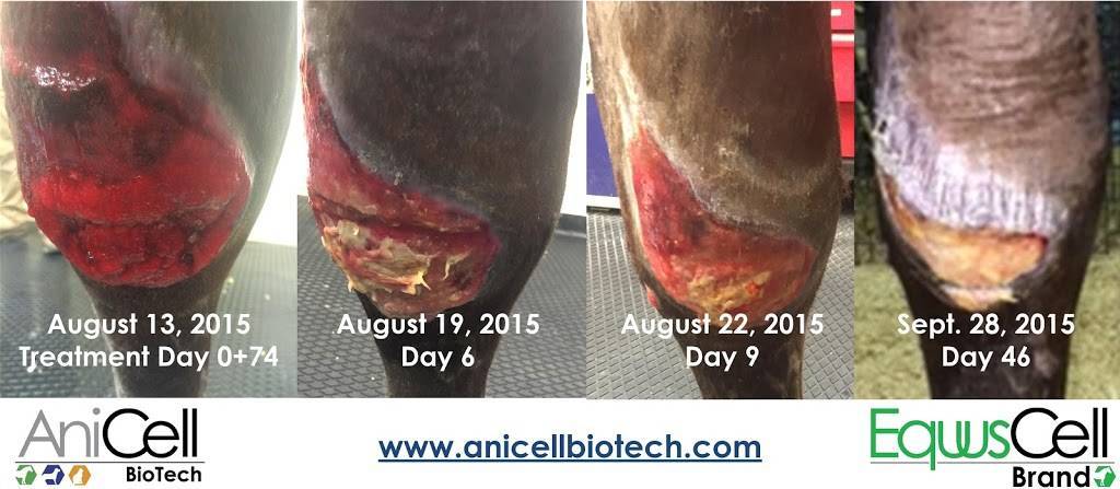 AniCell Biotech, LLC | 145 S 79th St # 9, Chandler, AZ 85226, USA | Phone: (480) 477-0100