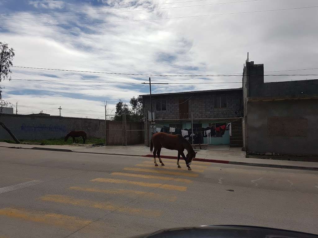 ProMundo De México | Esfuerzo 357, Flores Magon, 22606 Tijuana, B.C., Mexico | Phone: 664 526 9462