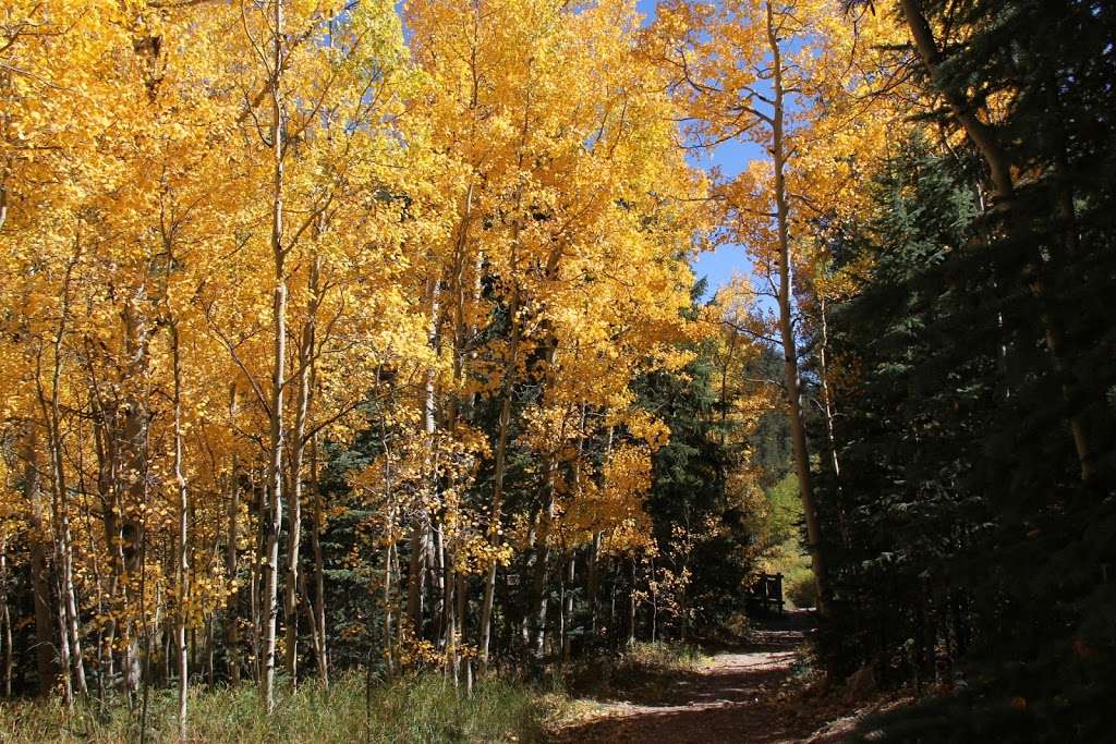 Bailey Streamside Cabin Rental | 8741 Co Rd 43, Bailey, CO 80421, USA | Phone: (720) 705-1945