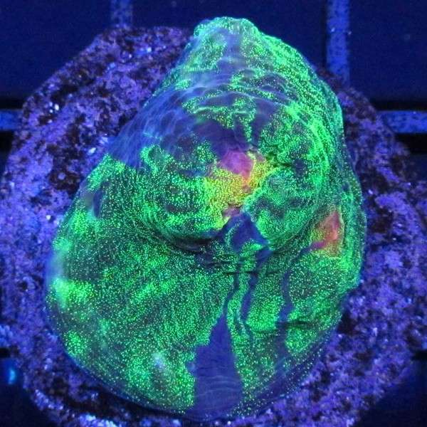 9reef Corals and Aquarium Supply | 5451 S Bryant Ave, Sanford, FL 32773 | Phone: (407) 912-5367