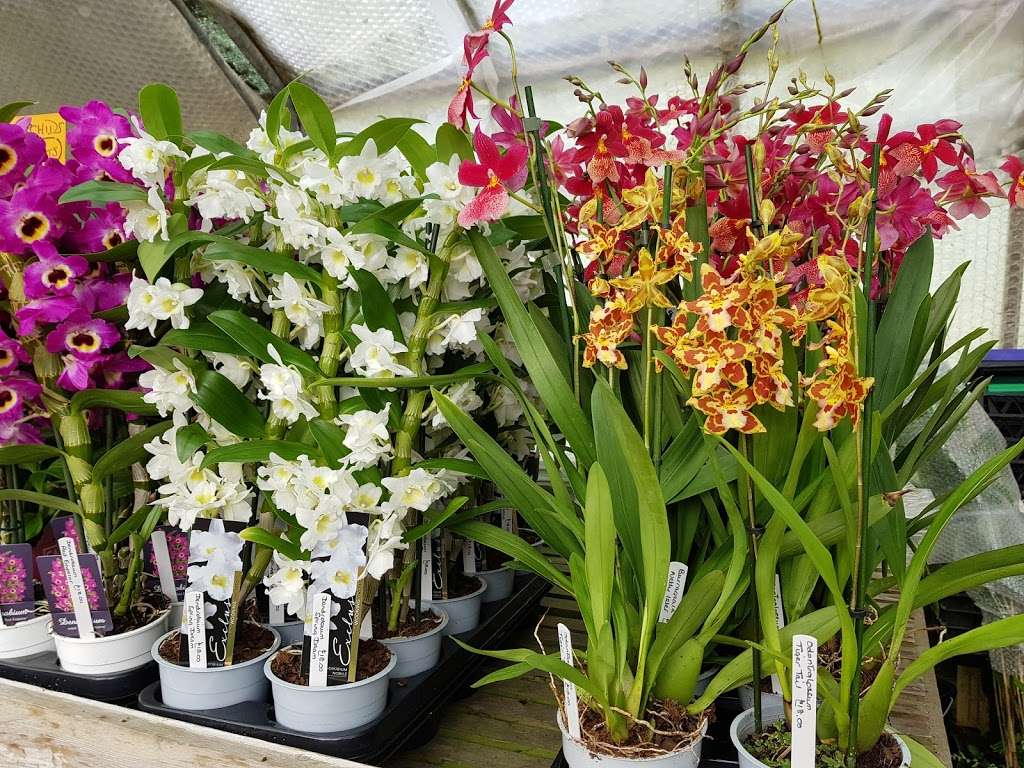 Hobbs Laurence Orchids Ltd | Bailiffs Cottage/Hophurst La, Crawley Down, Crawley RH10 4LN, UK | Phone: 01342 715142