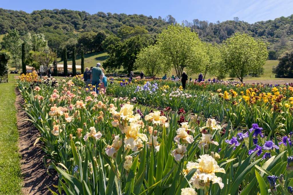 Napa Country Iris Gardens | 9087 Steele Canyon Rd #9634, Napa, CA 94558, USA | Phone: (707) 255-7880