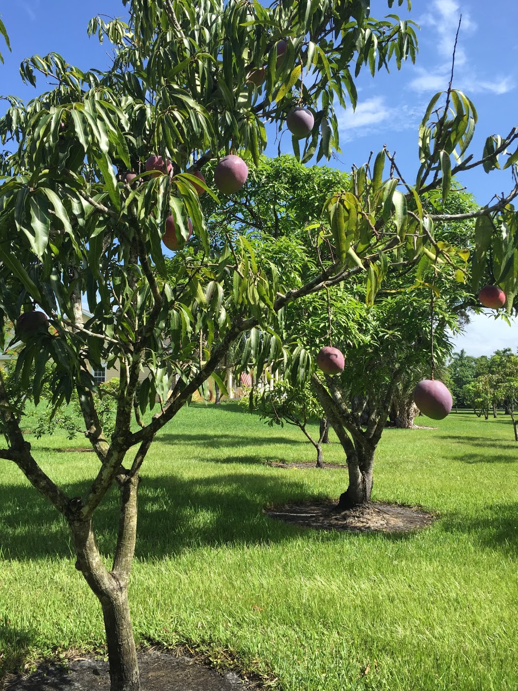 Alegria Mango Farm - Events and Products | 6509 Melaleuca Rd, Southwest Ranches, FL 33330, USA | Phone: (814) 446-2646