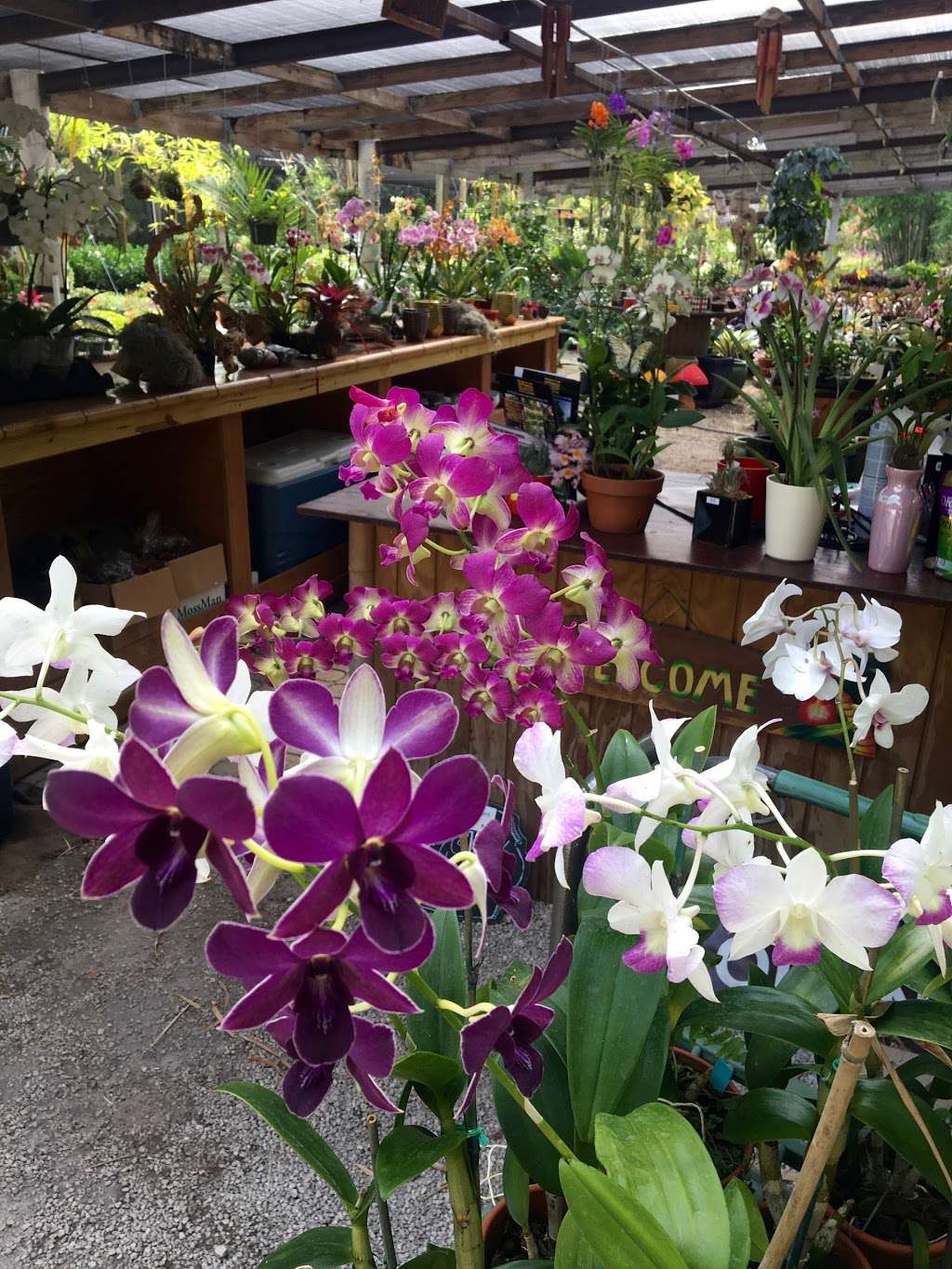 Bamboo And Orchid Gardens | 2325 S Flamingo Rd, Davie, FL 33325, USA | Phone: (954) 931-7733 Bamboo And Orchid Gardens | 2325 S Flamingo Rd, Davie, FL 33325, USA | Phone: (954) 931-7733