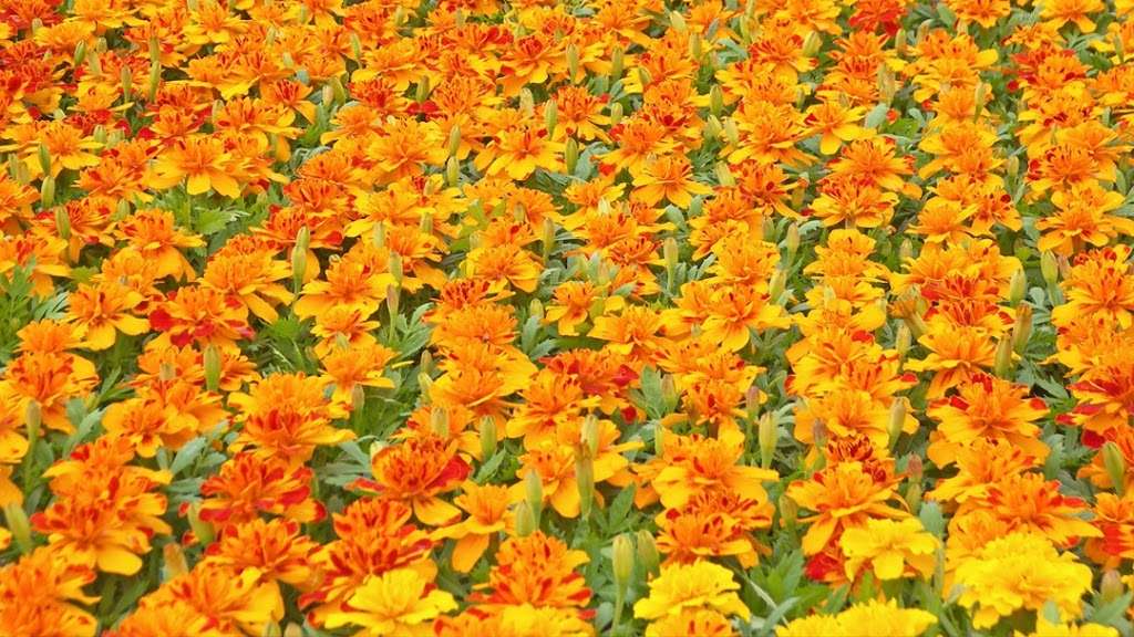 Dargoonian Farms | 23 Blanchard St, Andover, MA 01810, USA | Phone: (978) 475-1918