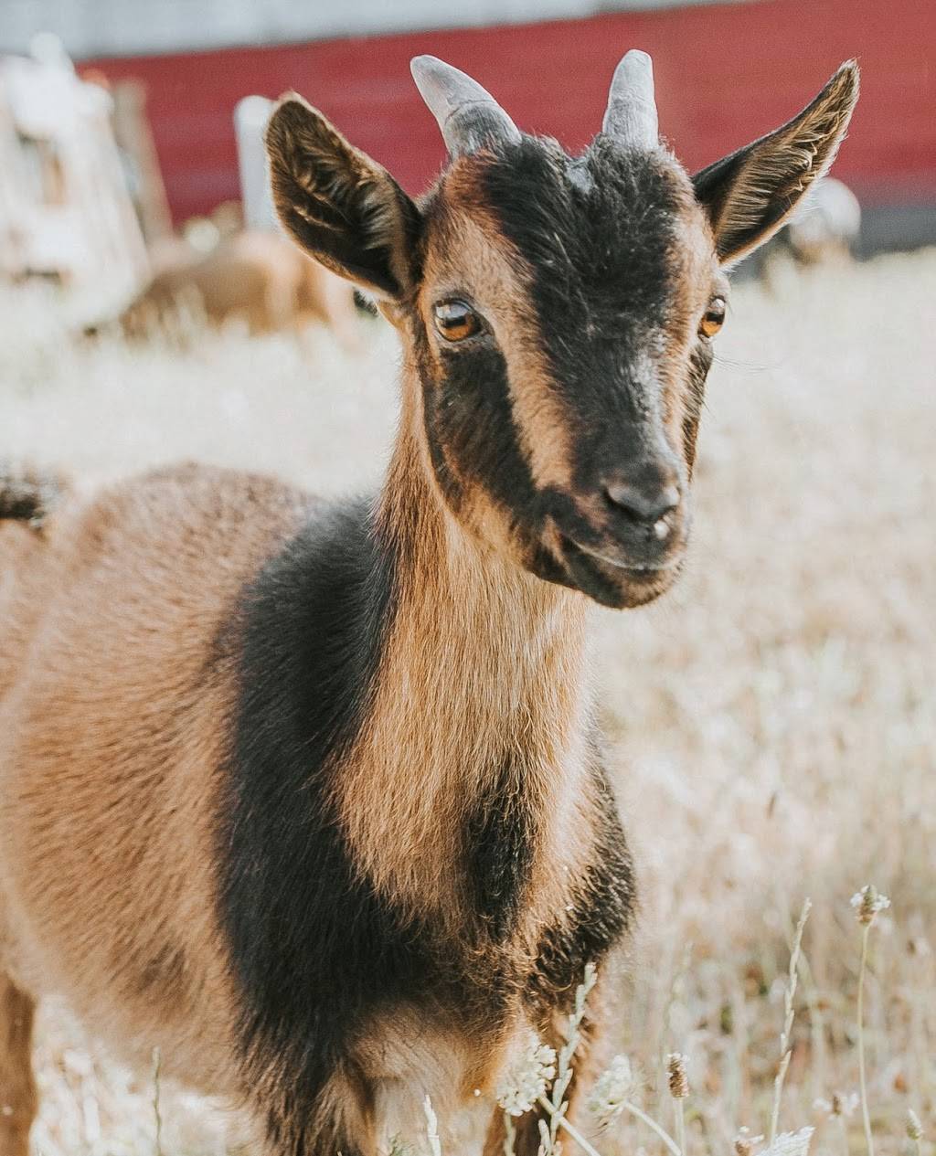 Topaz Farm (formerly Krugers) | 17100 NW Sauvie Island Rd, Portland, OR 97231, USA | Phone: (503) 621-3489