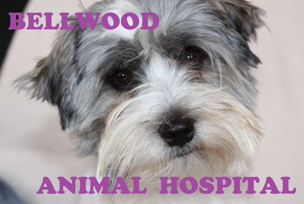 Bellwood Animal Hospital | 17435 Lakewood Blvd, Bellflower, CA 90706, USA | Phone: (562) 272-7777