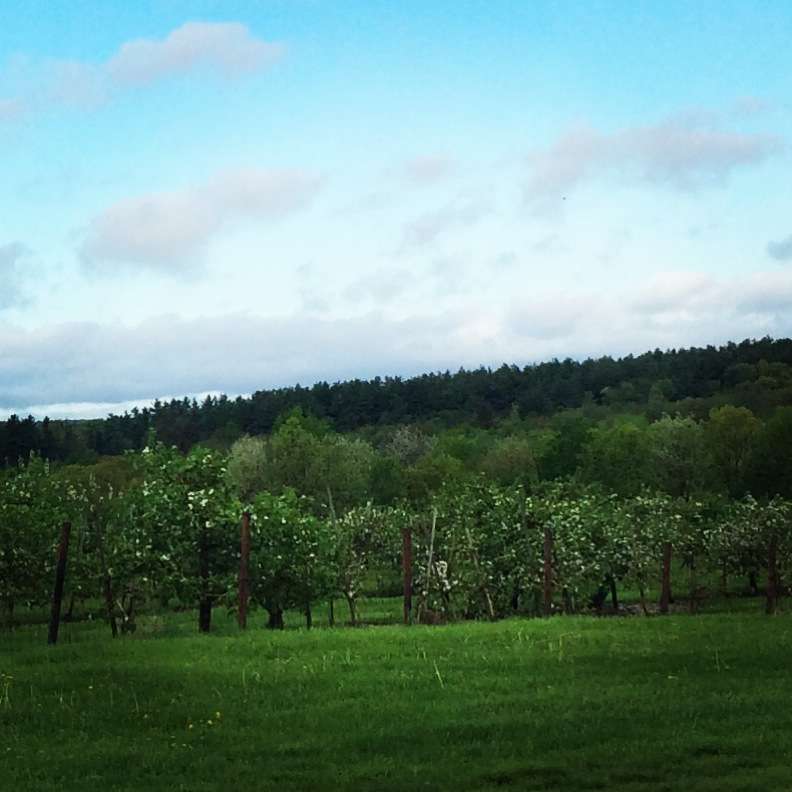 Nagog Hill Orchard | 140 Nashoba Rd, Littleton, MA 01460, USA