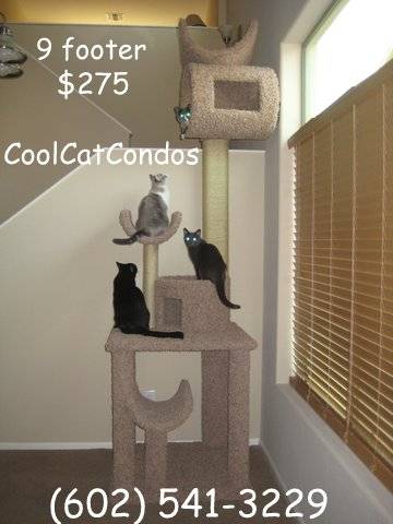 Cool Cat Condos | 2625 E Greenway Pkwy suite 103, Phoenix, AZ 85032, United States | Phone: (602) 541-3229