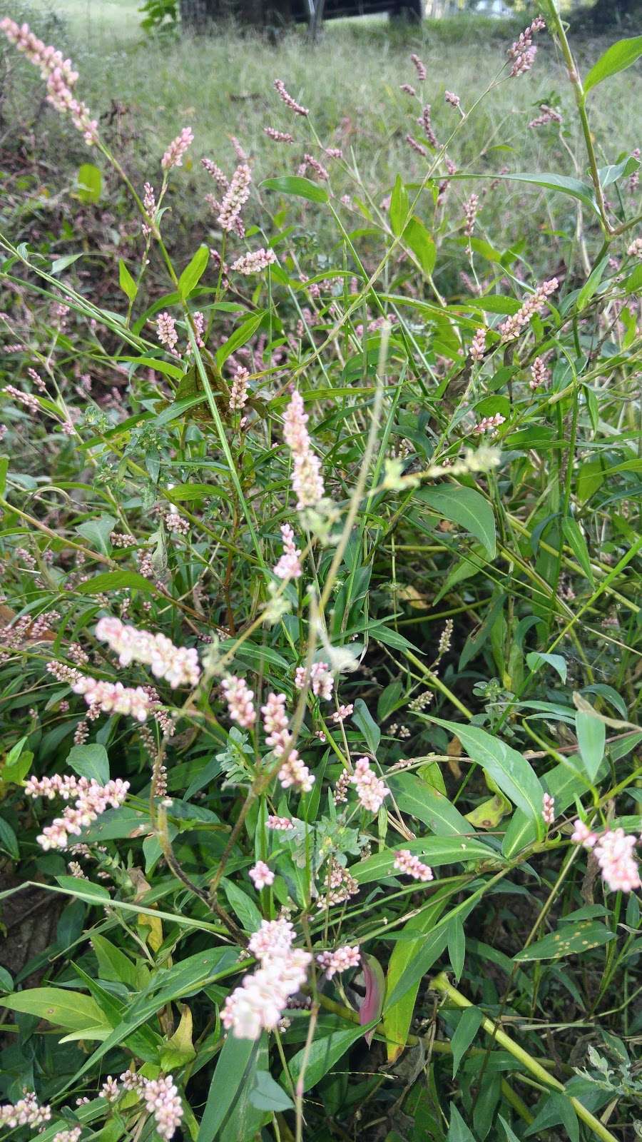 WatermelonStand.com | 28 Cardinal Dr, Fredericksburg, VA 22406, USA | Phone: (540) 602-5990