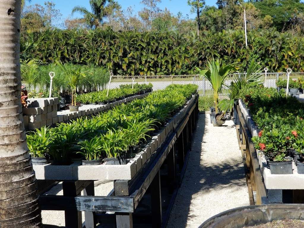 Acreage Plant Nursery | 6576 Seminole Pratt Whitney Rd, Loxahatchee, FL 33470, USA | Phone: (561) 676-4483