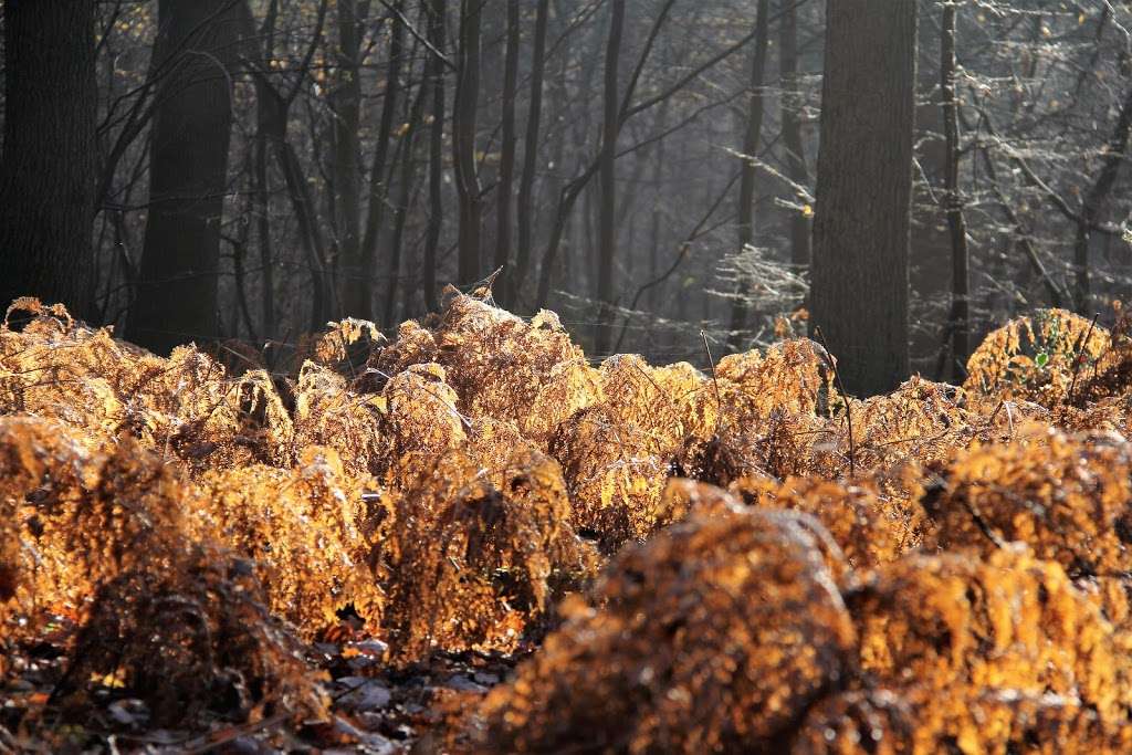 Danemead Nature Reserve | Cock Ln, Broxbourne, Hoddesdon EN11 8GG, UK | Phone: 01727 858901