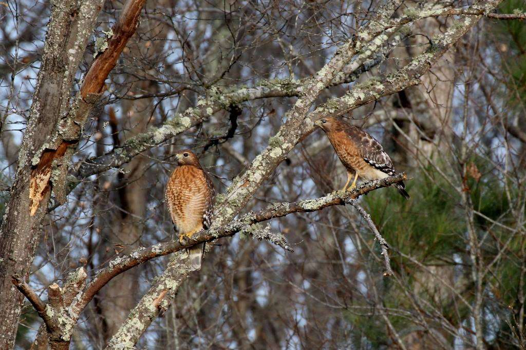 Wild Bunch Wildlife Rehabilitation Refuge | 7231 Newland Rd, Warsaw, VA 22572, USA | Phone: (804) 313-2240