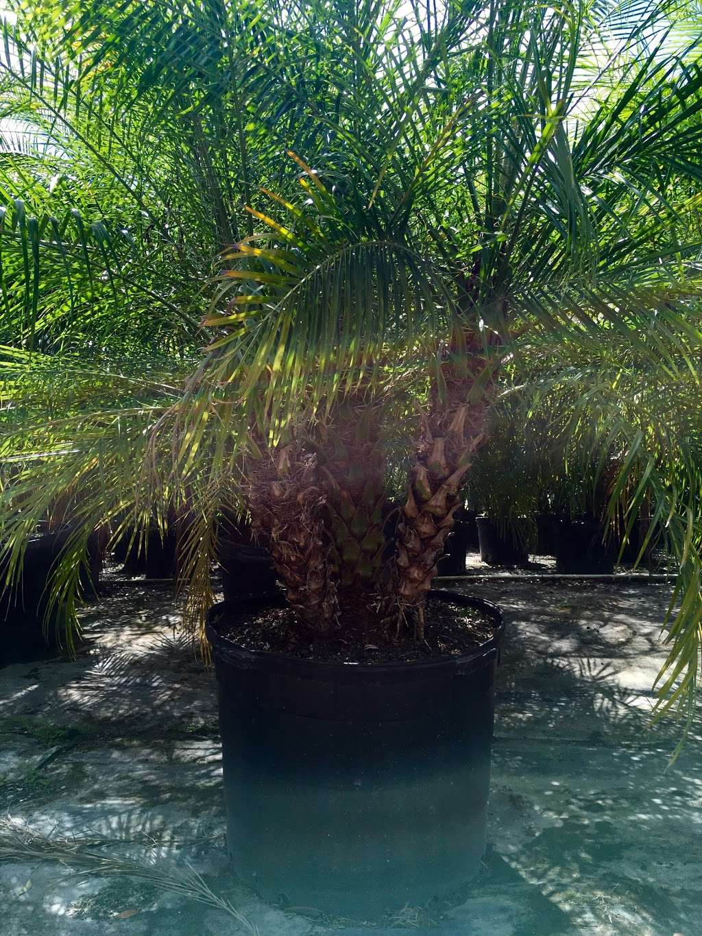 D & G Palm Tree Farm | 10355 100th St S, Boynton Beach, FL 33472, USA | Phone: (561) 441-2126