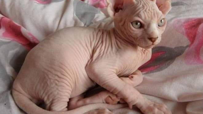 Hairless Cat Society | 2062 Chisholm Trail, Jacksonville, FL 32225, USA | Phone: (904) 990-4900