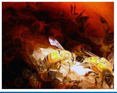 Bee Removal Specialist | 1197 La Gross Way, Chatsworth, CA 91311, USA | Phone: (818) 534-8243
