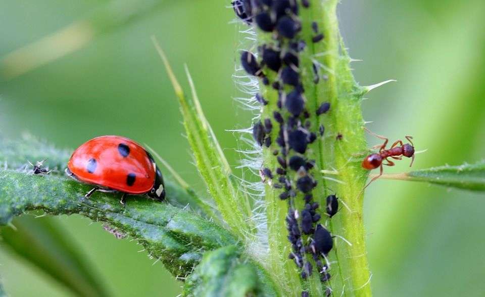 Township Pest Control | 237 Snapdragon St, Warrington, PA 18976, USA | Phone: (215) 416-0240