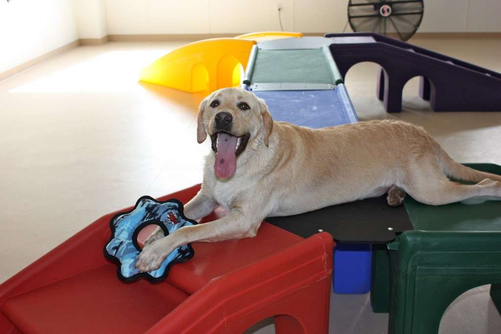 Denver Canine Club | 7897 Natalie Commons Dr, Denver, NC 28037, USA | Phone: (704) 966-1795