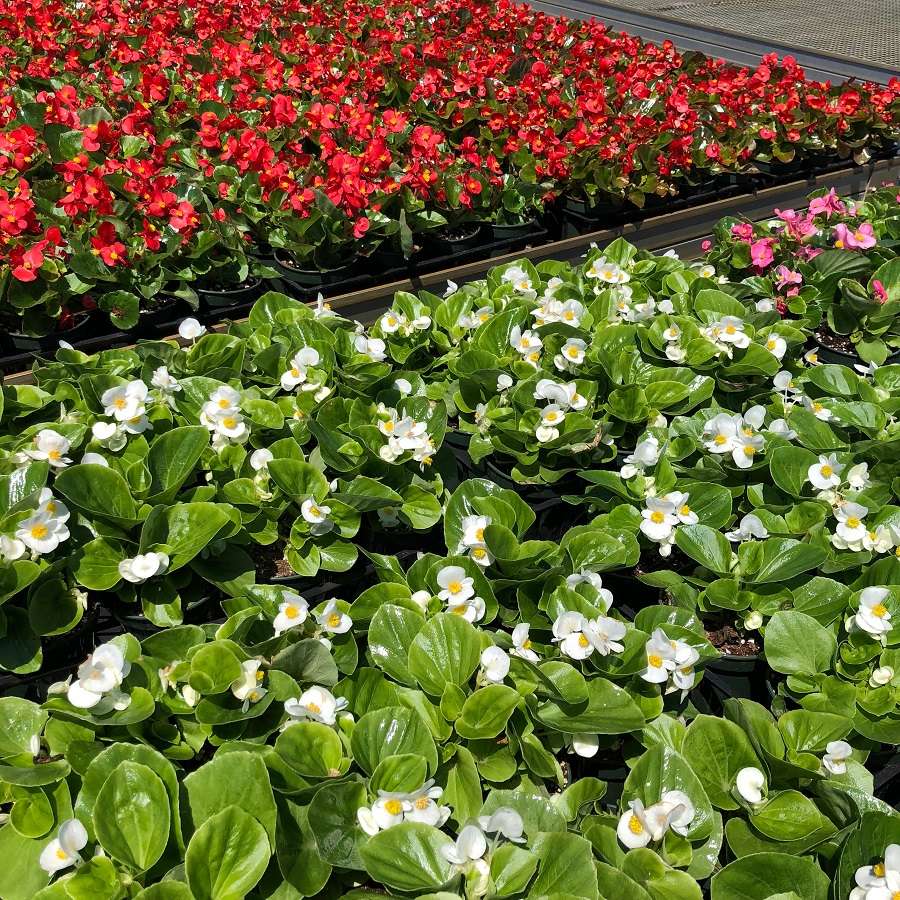 Northeast Nursery Contractor Center | 8 Dearborn Rd, Peabody, MA 01960, USA | Phone: (978) 854-4520