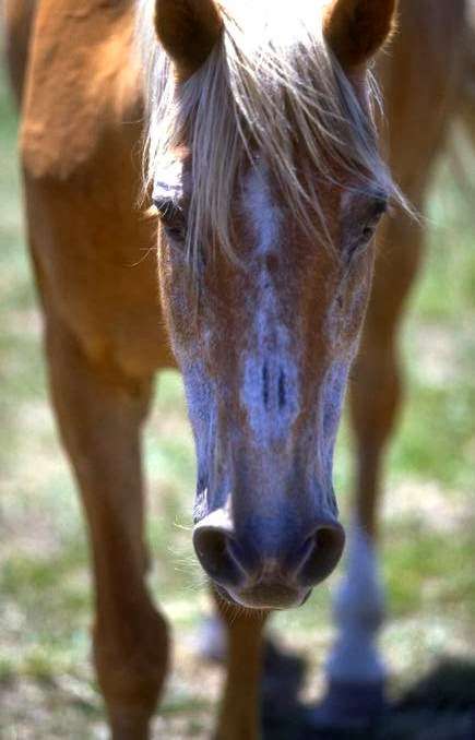 Project Horse Empowerment Center | 18915 Lincoln Road, (drive down hill, BARN on right), Purcellville, VA 20132 | Phone: (703) 517-6964