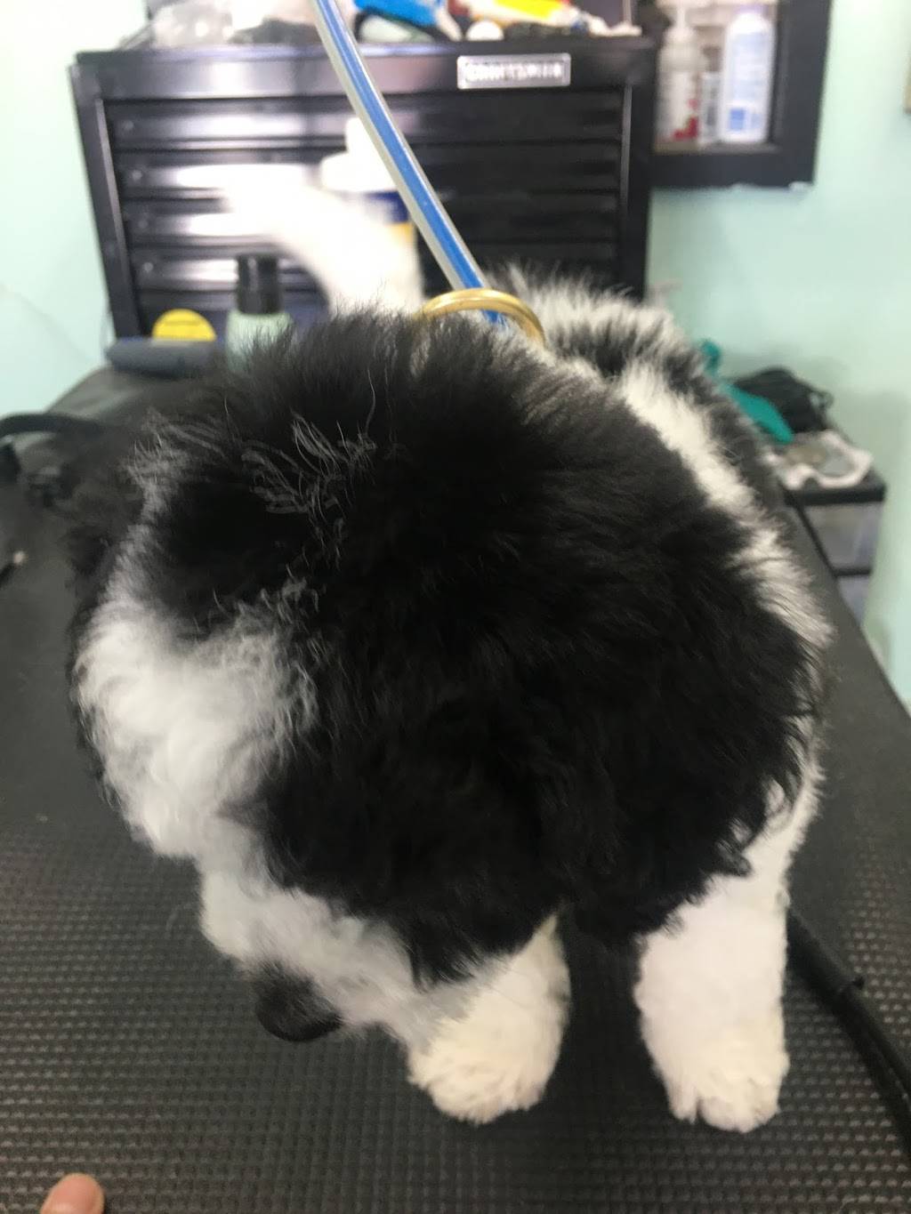 Genesis Dog Grooming | 12518 Vanowen St, North Hollywood, CA 91605, USA | Phone: (818) 219-0522