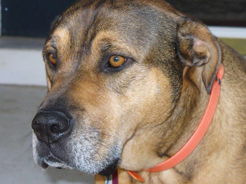 Aylett Animal Hospital Inc | 8065 Richmond Tappahannock Hwy, Aylett, VA 23009, USA | Phone: (804) 769-1530