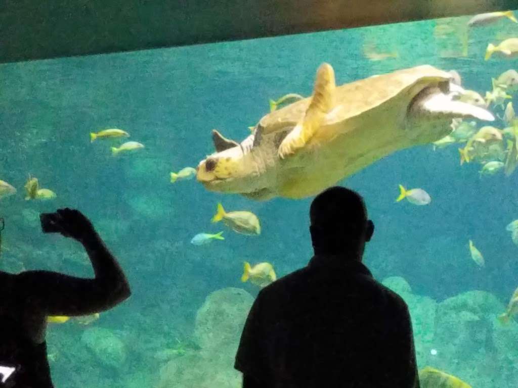 Turtle Reef | San Diego, CA 92109, USA | Phone: (800) 257-4268