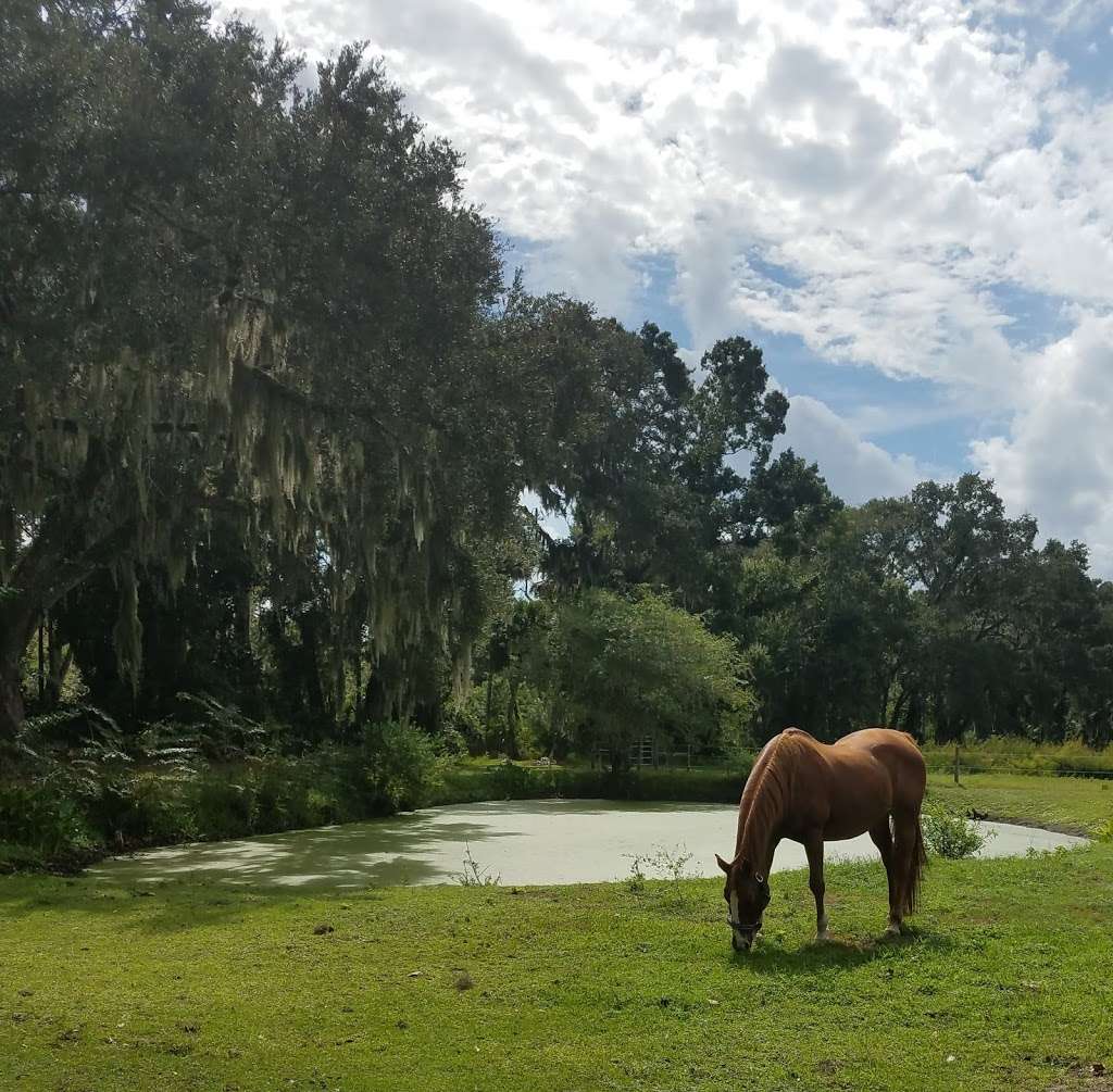 A-to-Z Riding School | 3515 Montgomery Rd, Mims, FL 32754, USA | Phone: (321) 604-5069