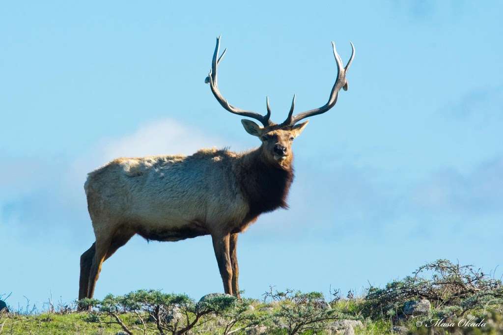 Elk Reserve | Tomales Point Trail, Inverness, CA 94937, USA