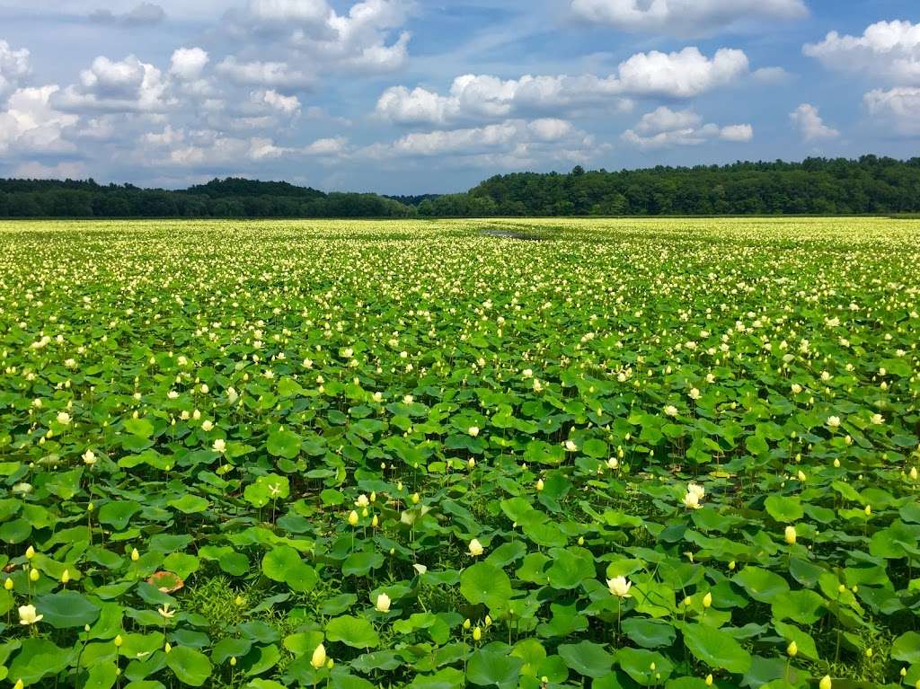 Great Meadows National Wildlife Refuge Concord Unit | Monsen Rd, Concord, MA 01742, USA | Phone: (978) 443-4661