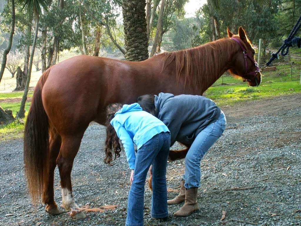 Janes Good Horses | 1 St Johns Mine Rd, Vallejo, CA 94591, USA | Phone: (925) 293-4627