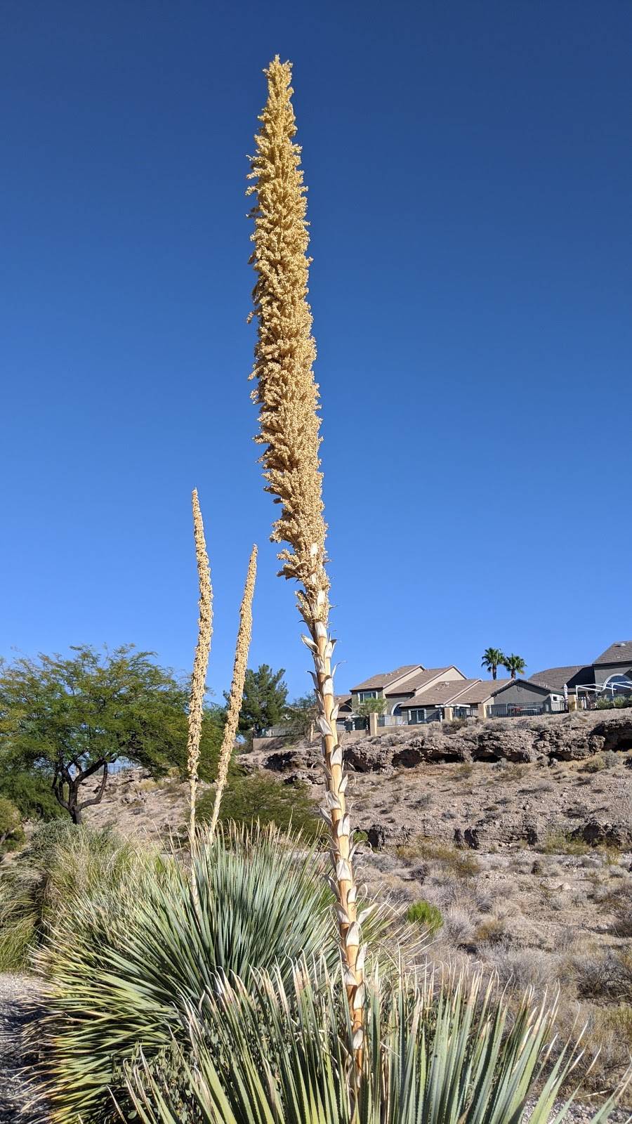 Cottonwood Canyon | 915 Canyon Bluff Circle, Las Vegas, NV 89144, USA | Phone: (702) 341-5500