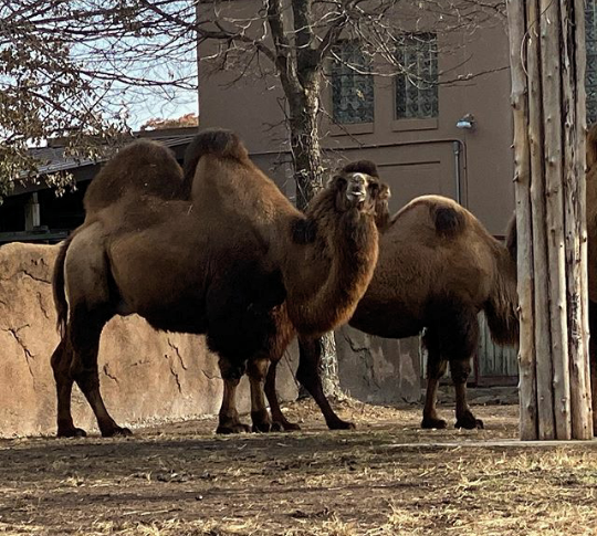 Saint Louis Zoo North Parking Lot | Government Dr, St. Louis, MO 63110, USA | Phone: (314) 367-7275