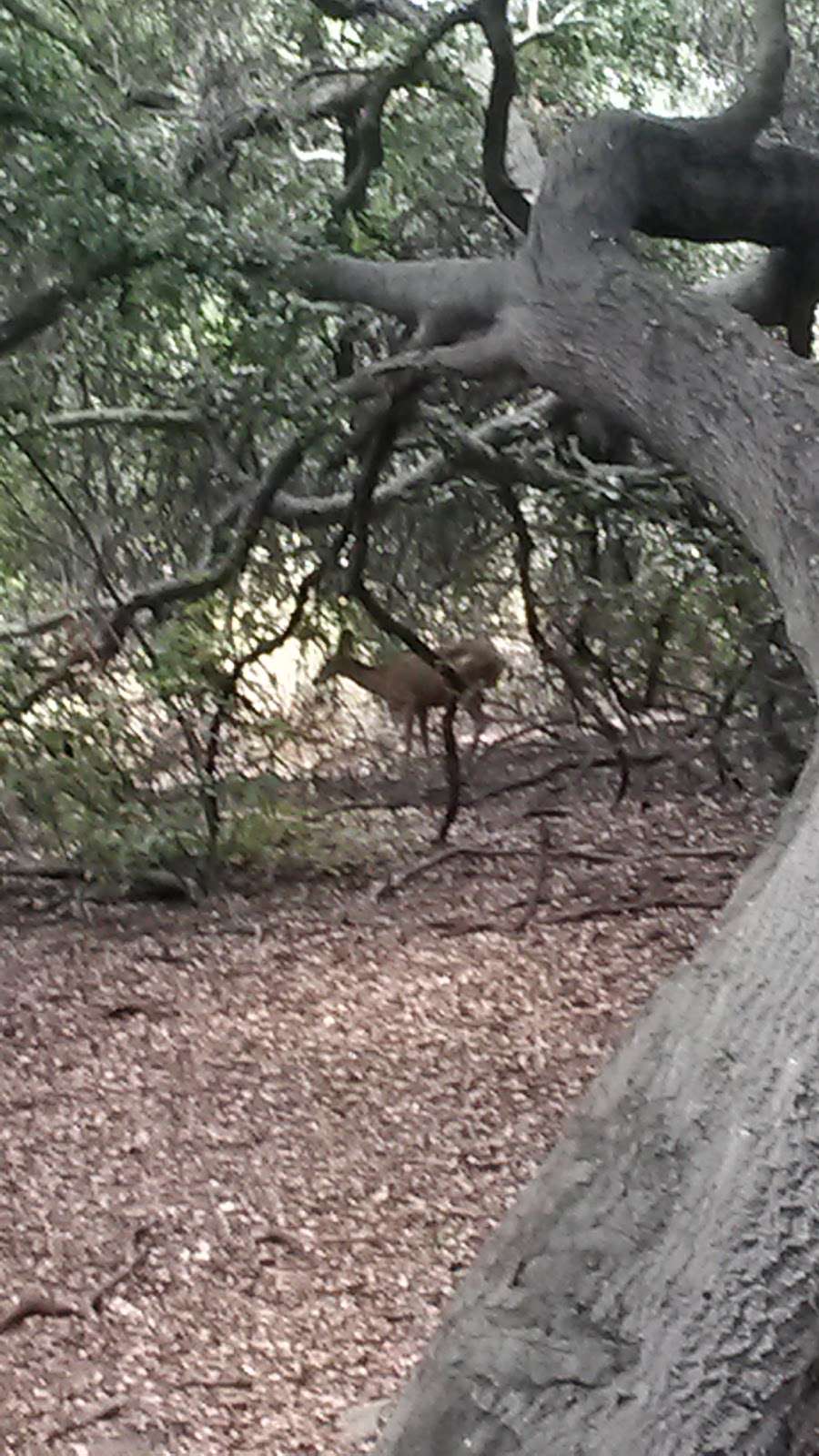 ONeill Park entrance | 165 Live Oak Canyon Trail, Rancho Santa Margarita, CA 92688, USA