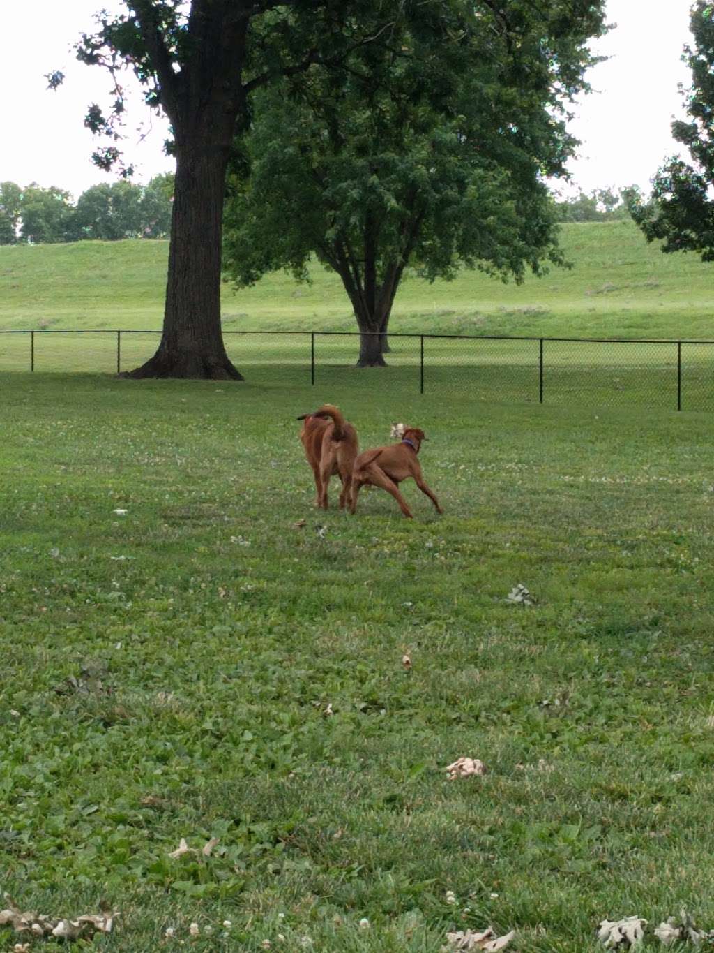 Bark Park | Ottawa, KS 66067, USA | Phone: (785) 229-3600