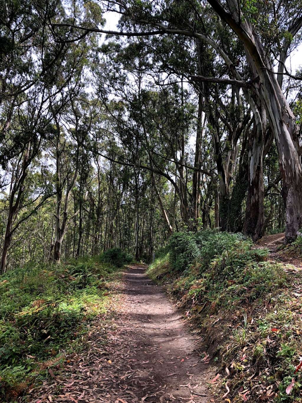 Montara Mountain Hike | 600 Oddstad Blvd, Pacifica, CA 94044, USA | Phone: (650) 355-8289