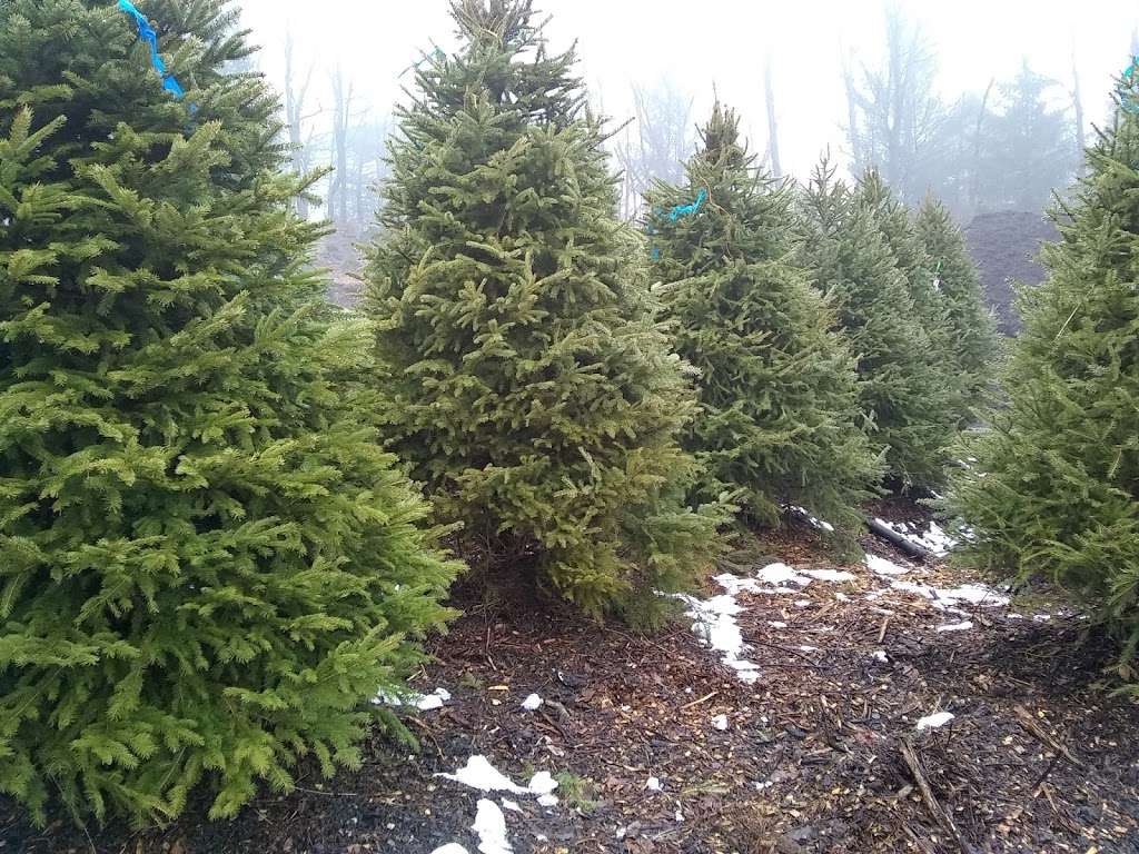 Wakemans White Birch Nursery | 6923 Main St, Trumbull, CT 06611, USA | Phone: (203) 261-3926