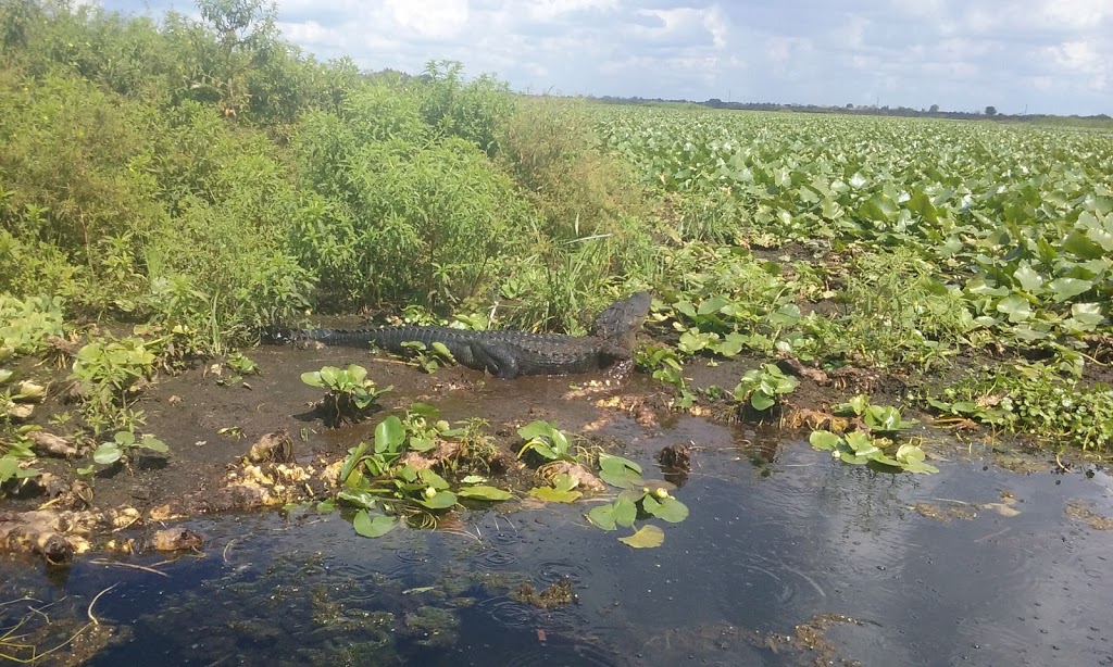 Emeralda Marsh Conservation Area | Emeralda Island Rd, Leesburg, FL 34788, USA | Phone: (386) 329-4404