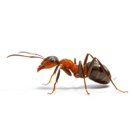 Pest Control Solutions Mosquito Flea Roaches Rodent Bed Bug Cont | 4616 Bayou Des Familles Dr, Marrero, LA 70072, USA | Phone: (504) 333-2167