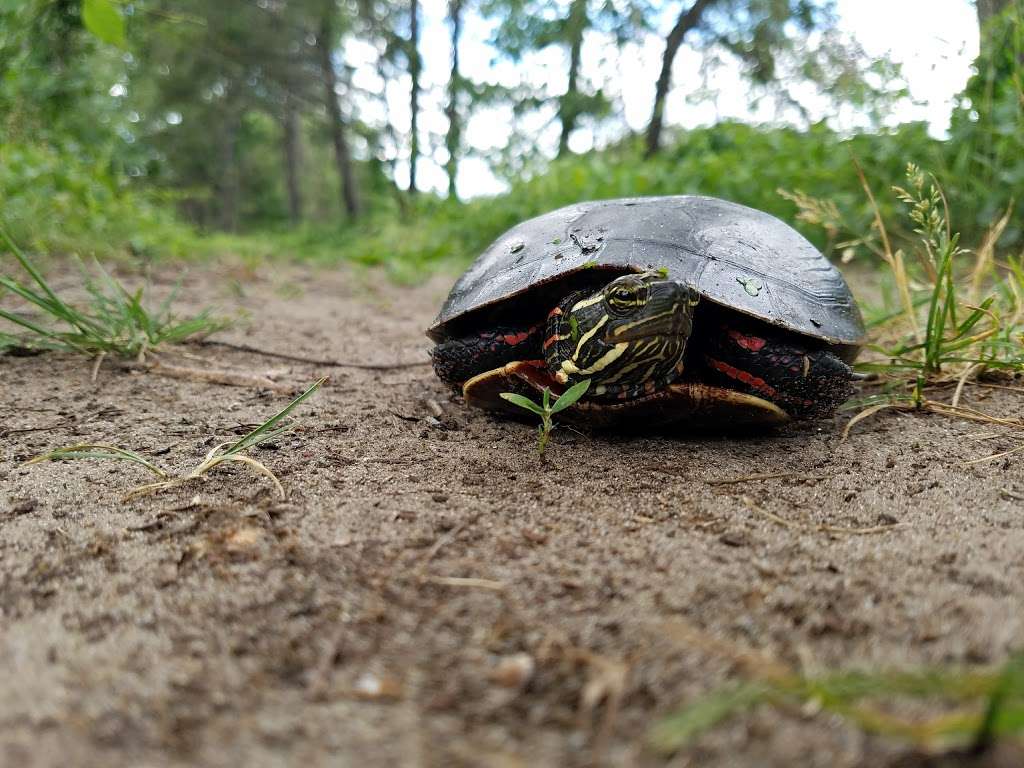 Cowles Bog Trail | 1618 N Mineral Springs Rd, Dune Acres, IN 46304, USA | Phone: (219) 395-1882