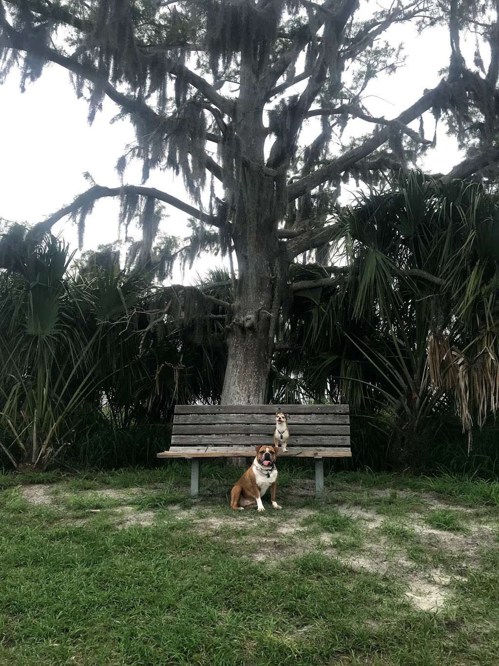 Twin Oaks Conservation Area | 2001 Macy Island Rd, Kissimmee, FL 34744, USA