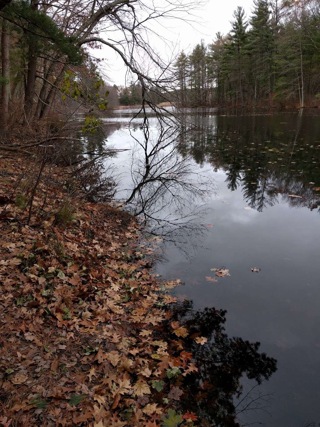 Thanksgiving Forest Reservation | 38-50 Janet Rd, Chelmsford, MA 01824, USA