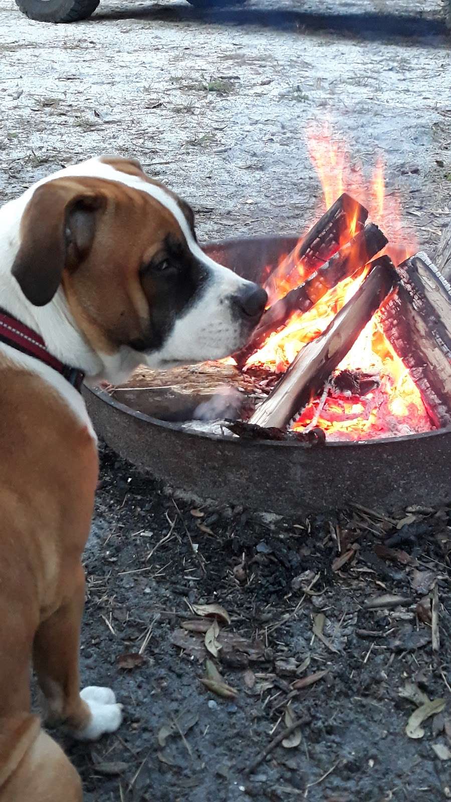 Tram Road Equestrian Campground | Rima Ridge Rd, Ormond Beach, FL 32174, USA | Phone: (386) 585-6150