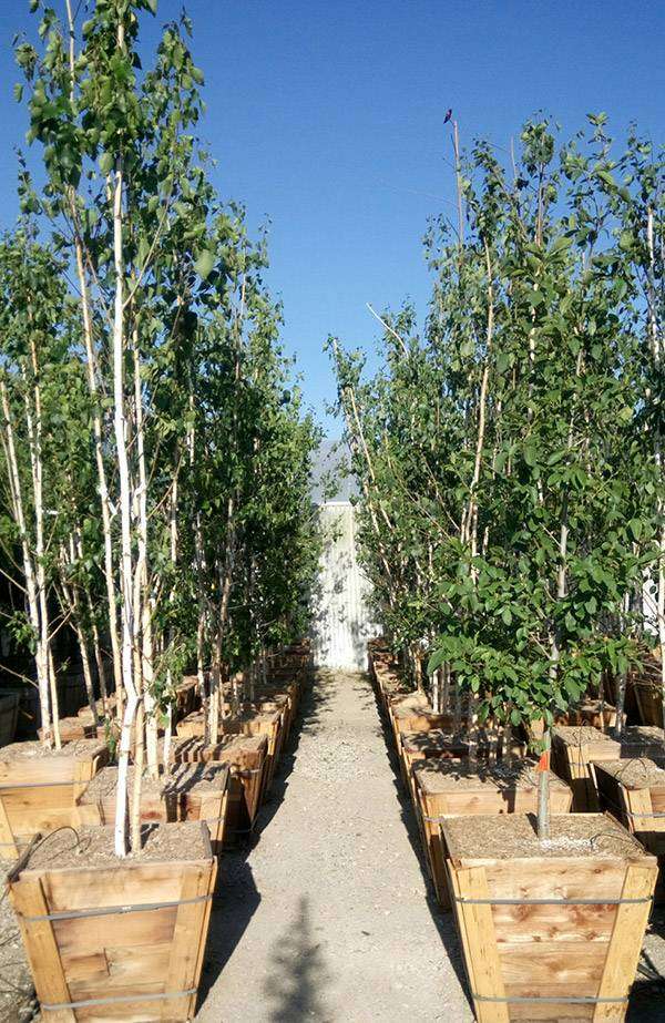 Damanakis Nursery & Landscaping | 9150 Crow Canyon Rd, Castro Valley, CA 94552, USA | Phone: (510) 538-4039