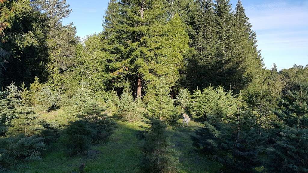 Santas Trees | 11389 Barnett Valley Rd, Sebastopol, CA 95472, USA | Phone: (707) 303-6084