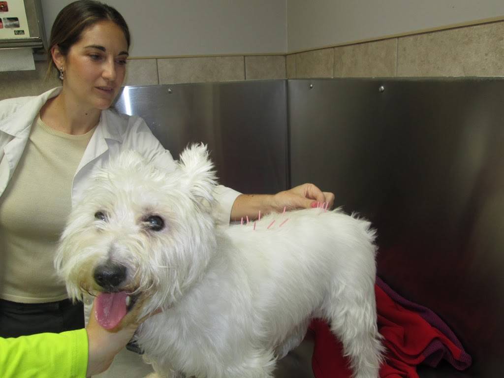 Bayonne Animal Hospital | 1170 John F. Kennedy Blvd, Bayonne, NJ 07002, USA | Phone: (201) 339-0121